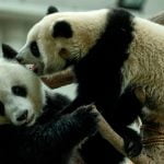 La pareja de pandas del zoo de Kuala Lumpur celebra su décimo cumpleaños
