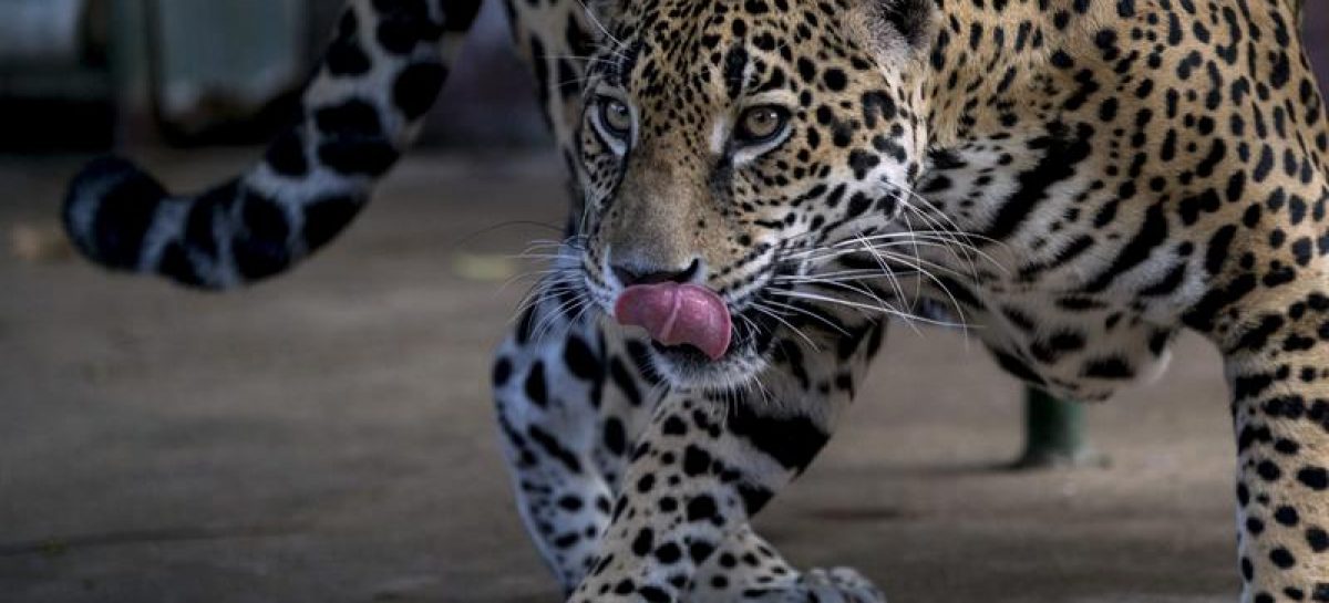 El Smithsonian advierte aumento de muertes de jaguares en Panamá