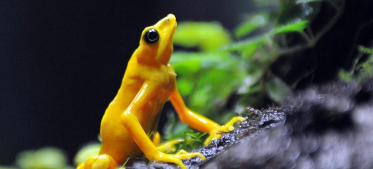 Recinto de anfibios en Panamá rescata a las ranas del hongo quítrido