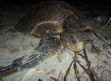 Perros y «hueveros» amenazan a tortugas del Pacífico panameño
