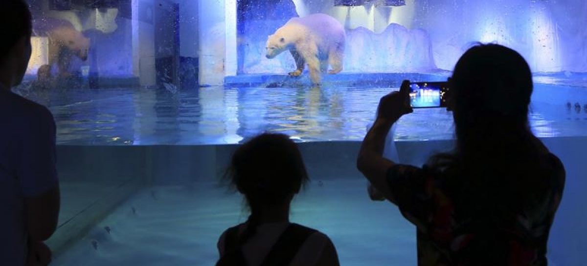 Un millón de personas piden liberar al oso polar «más triste» en China