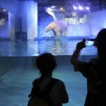 Un millón de personas piden liberar al oso polar «más triste» en China