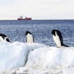 El océano Antártico albergará la mayor reserva marina del mundo