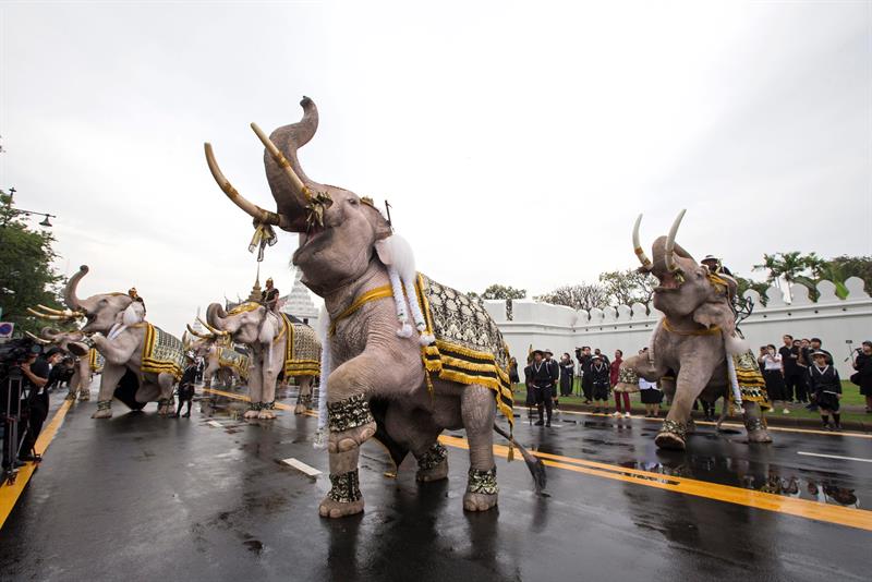 Formación de elefantes presentó sus respetos al difunto rey de Tailandia