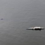 Biólogos pidieron auxiliar a los caimanes vecinos del Parque Olímpico en Río