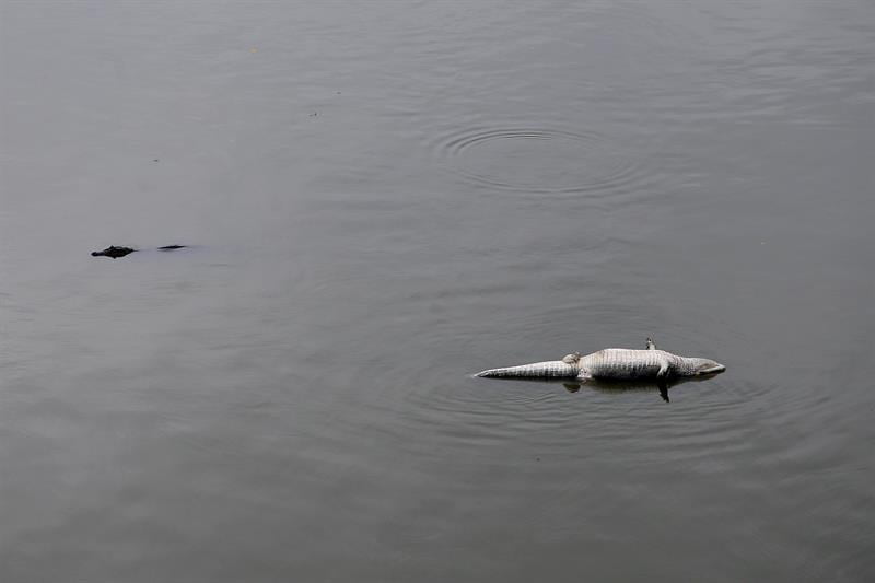Biólogos pidieron auxiliar a los caimanes vecinos del Parque Olímpico en Río