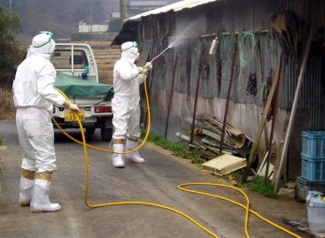 Japón en alerta máxima por gripe aviar tras detectar cepa contagiosa