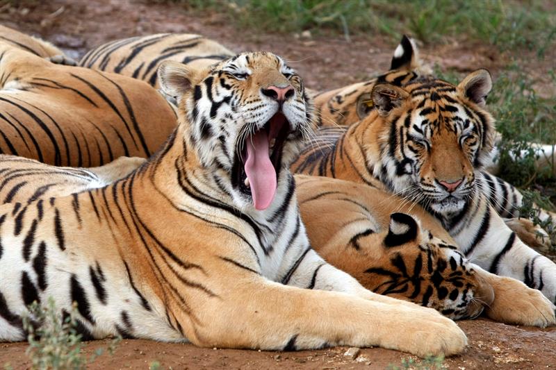 Demandan safari de Pekín donde murió una mujer atacada por tigres