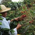 El café fino cultivado en tierras altas de Panamá comienza a madurar