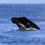 Comienza temporada de observación ballenas en República Dominicana