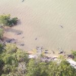 Aparecieron muertas 81 orcas negras en la costa sur de Florida