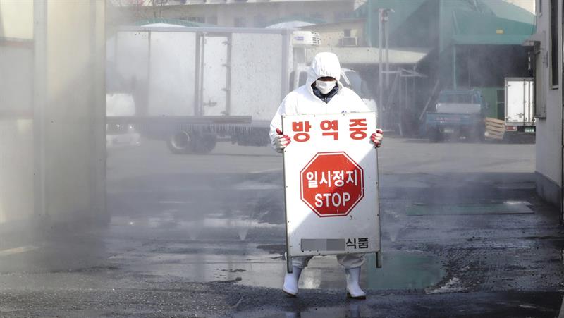 Sospechan de un tercer caso de fiebre aftosa en Corea del Sur