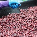 Café especial de Panamá busca  con técnicas vinícolas la perfección