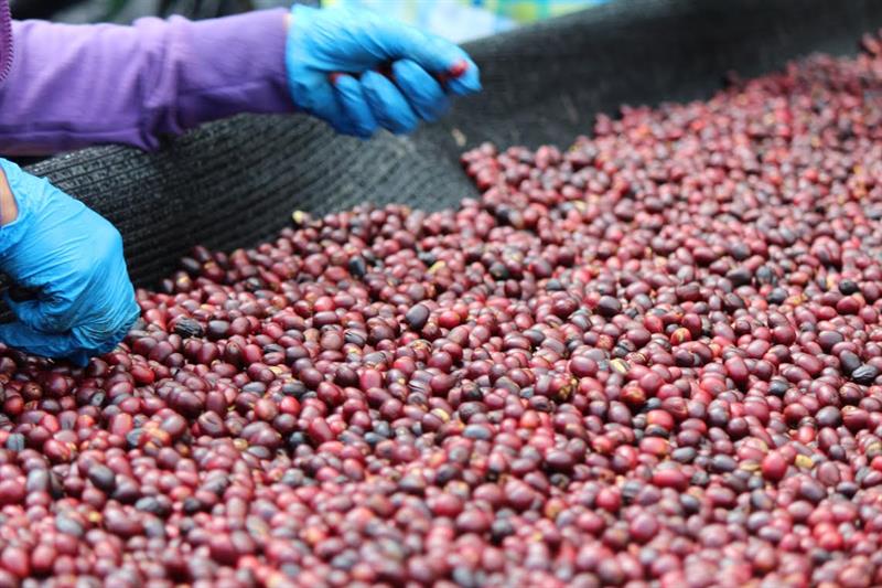 Café especial de Panamá busca  con técnicas vinícolas la perfección