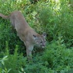 Aumentó la población de panteras de Florida