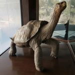 Ecuador declaró bien patrimonial a tortuga emblemática de Galápagos