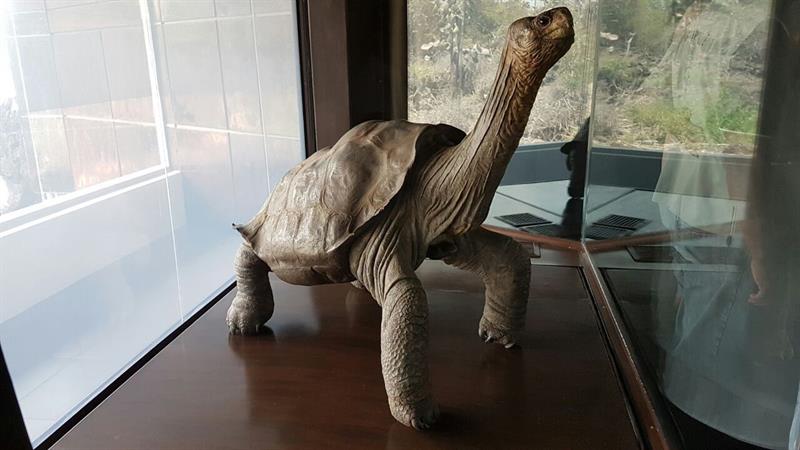 Ecuador declaró bien patrimonial a tortuga emblemática de Galápagos