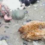 Investigan rara muerte súbita de 30 aves en Bocas del Toro