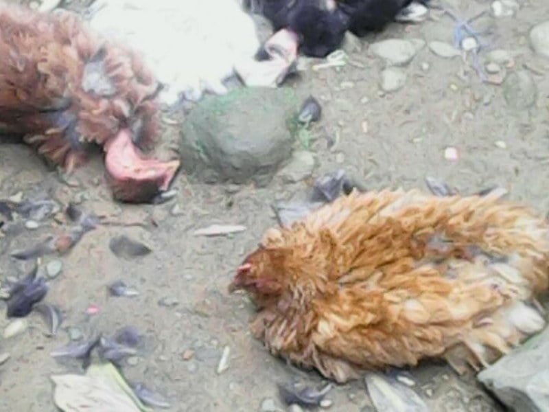 Investigan rara muerte súbita de 30 aves en Bocas del Toro