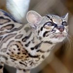 Zoológico de Panamá cuenta  los días para su transformación