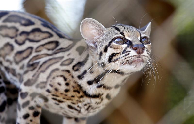 Zoológico de Panamá cuenta los días para su transformación