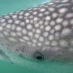 Nadar con tiburones ballena, una experiencia única y ecológica en Filipinas