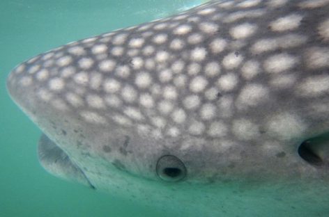 Nadar con tiburones ballena, una experiencia única y ecológica en Filipinas