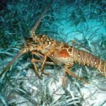 Hasta finales de junio estará suspendida la pesca de langosta espinosa