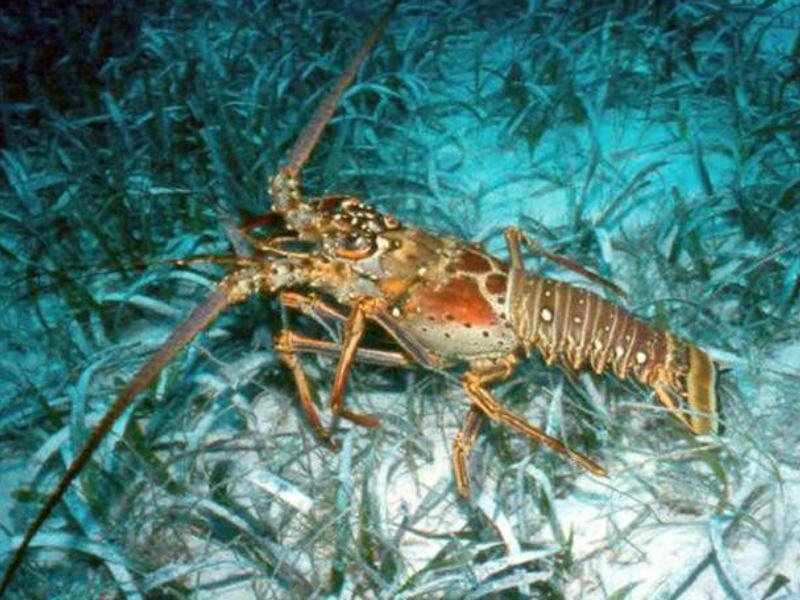 Hasta finales de junio estará suspendida la pesca de langosta espinosa