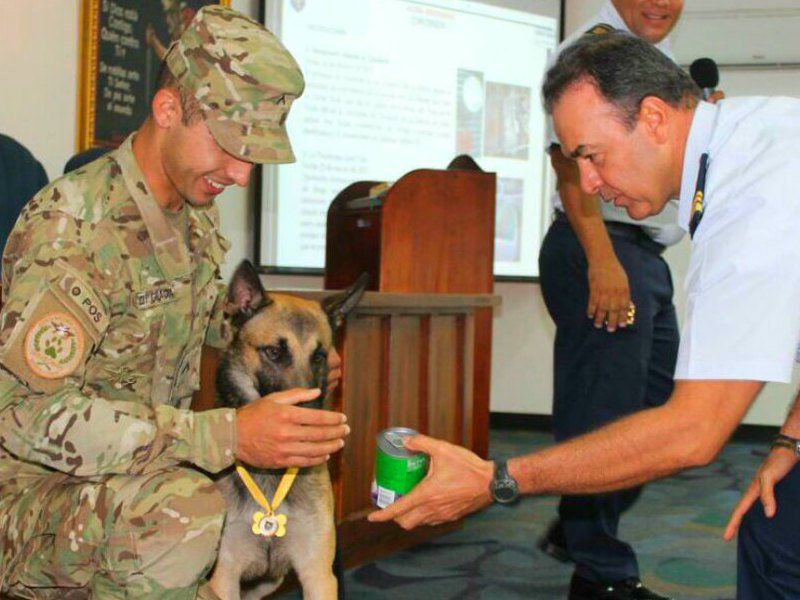 Conoce a «Sonny», el pastor alemán que detectó contrabando de droga en Río Tocumen