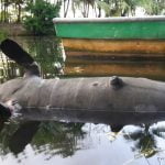 Ambientalistas en alerta: Hallan otro manatí muerto en el río San San