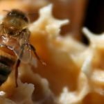 abejas africanizadas