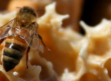 Un hombre murió en Los Santos tras ser picado por abejas africanizadas