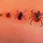 Confirman muerte de dos menores de edad por picadura de garrapatas