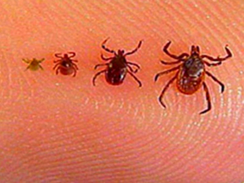 Confirman muerte de dos menores de edad por picadura de garrapatas