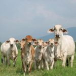 Sacrificarán 60 reses enfermas de tuberculosis en Antón