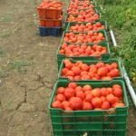 Acusan a Aupsa de comercializar tomate «contaminado» importado de Estados Unidos