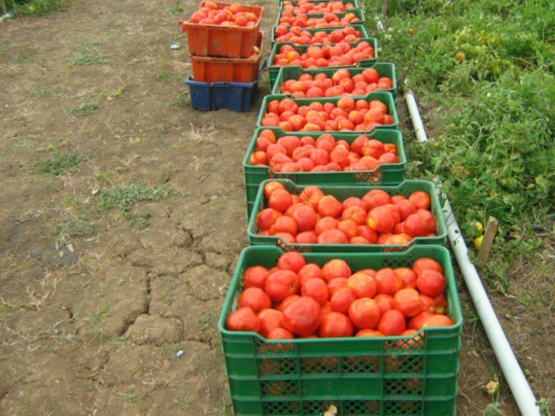 Acusan a Aupsa de comercializar tomate «contaminado» importado de Estados Unidos