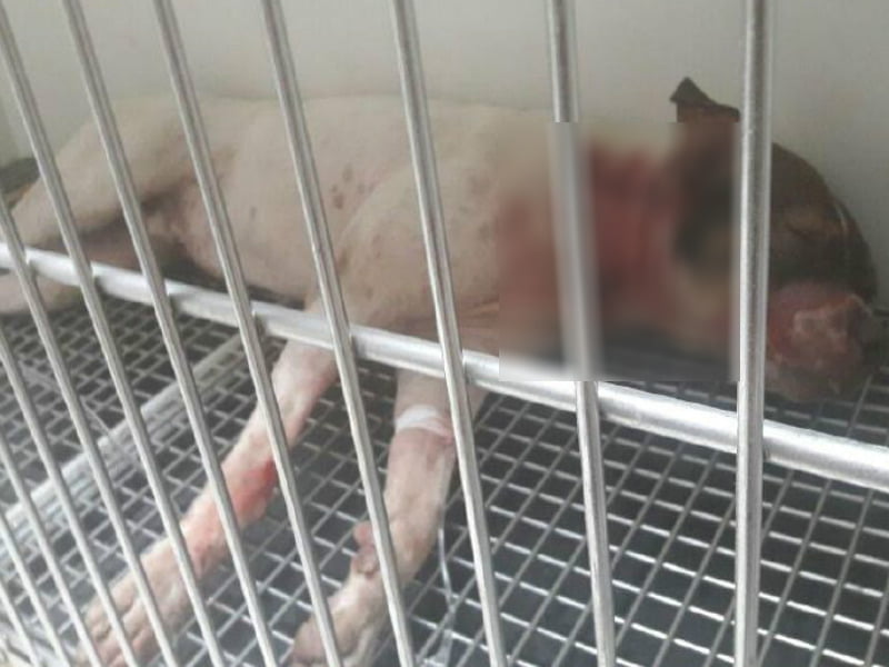 Policía se defiende tras escándalo por disparar a perro pitbull (+Video)