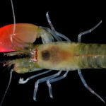 Extraño camarón pistola descubierto en Panamá es bautizado «Pink Floyd»