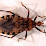 En Panamá Oeste están preocupados por nuevos casos de Chagas y Leishmaniasis