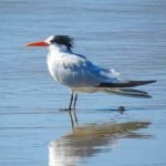 Curioso: Encuentran a una ave migratoria anillada en centro de Panamá