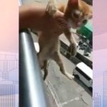 ¡Espantoso hecho! Repudian a estudiantes que lanzaron un gato al Metro