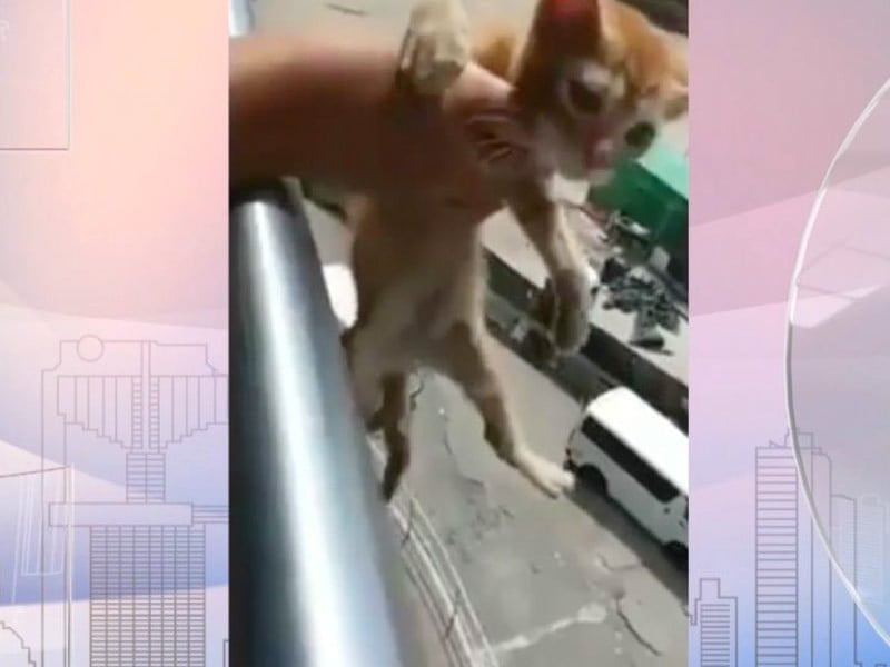 Presentarán iniciativa que contempla pena de prisión contra el maltrato animal