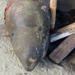 ¡Lamentable! Hallan muertos a una ballena y un delfín en Los Santos