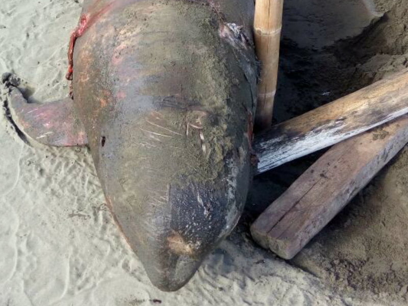 ¡Lamentable! Hallan muertos a una ballena y un delfín en Los Santos