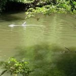 Rescatan a dos delfines que quedaron varados en un río de David