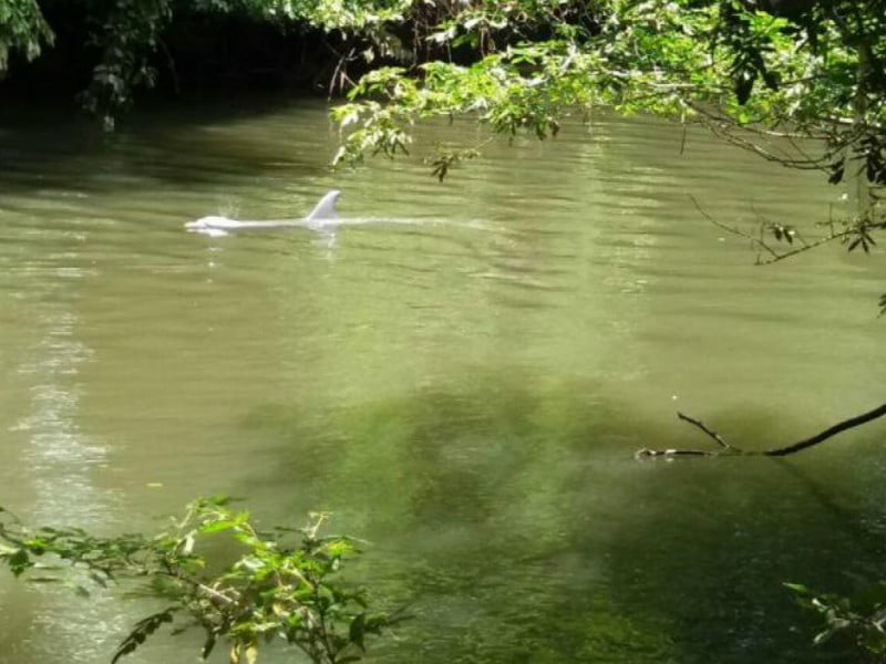 Rescatan a dos delfines que quedaron varados en un río de David