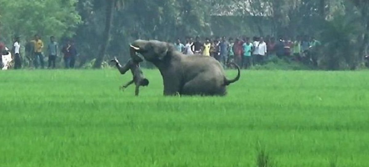 Un elefante mató a cuatro personas y sembró pánico en varias aldeas de la India