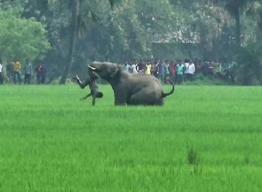 Un elefante mató a cuatro personas y sembró pánico en varias aldeas de la India